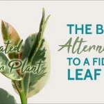 where fig leaves first came into fashion