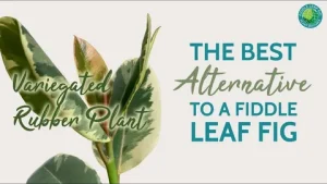 where fig leaves first came into fashion