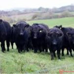 what does and angus go for bio